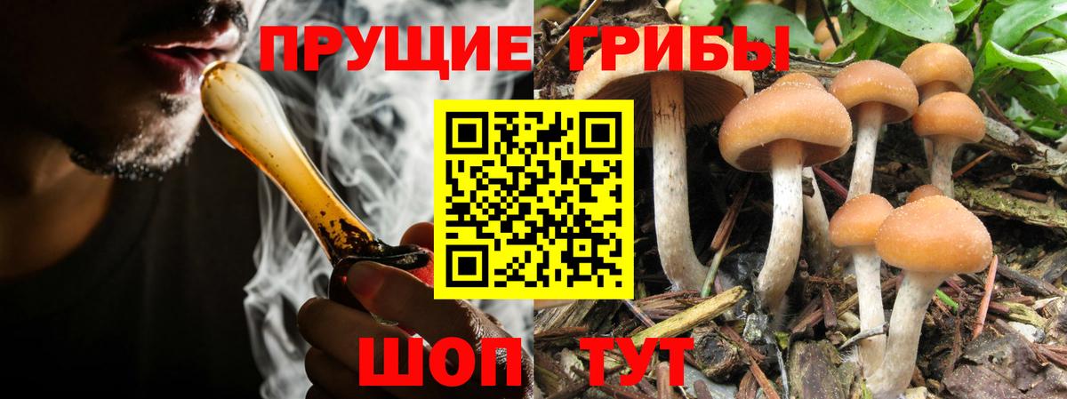 Аргун  Галлюциногенные грибы Psilocybine cubensis  Вход с VPN 